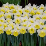 Narcis Big love op de Breezand lentetuins 2018
