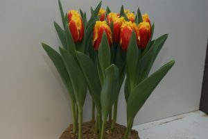 Tulp Davenport rood en geel
