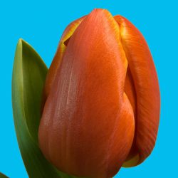 Tulp Esta Bonita Oranje