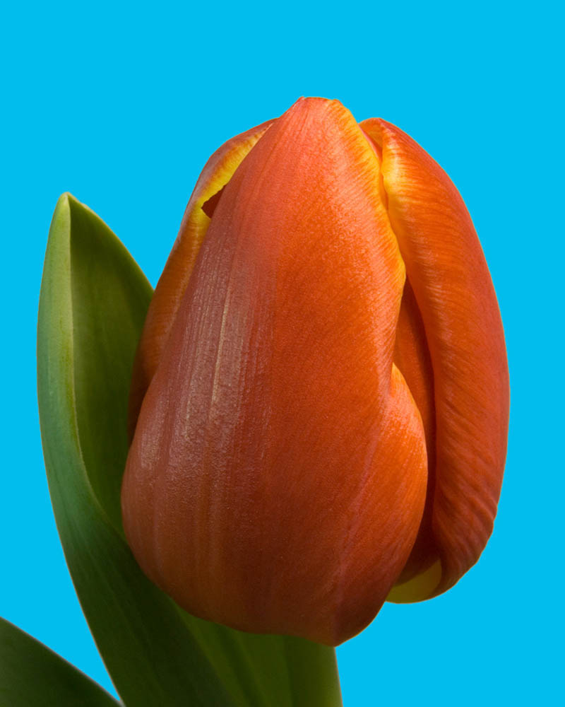 Tulp Esta Bonita Oranje