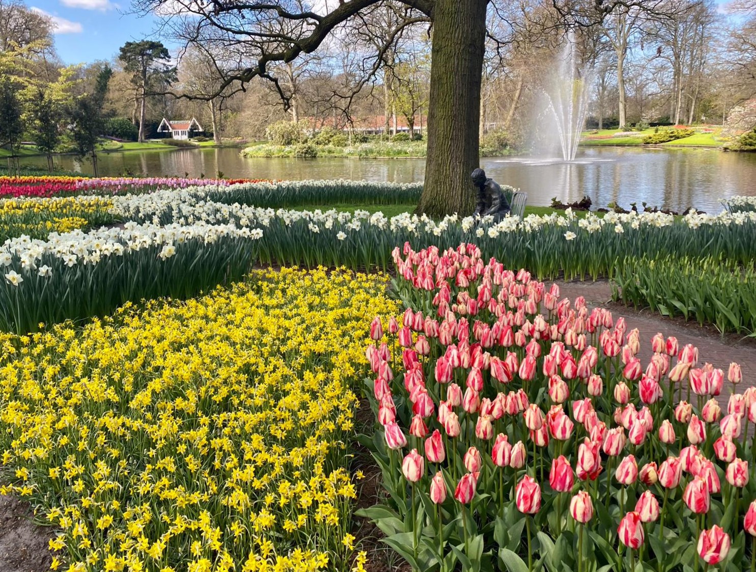 Meelébo cultivars in de tuin van keukenhof