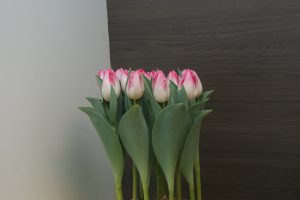 Triumf Tulp Sinfonie Roze met witte rand