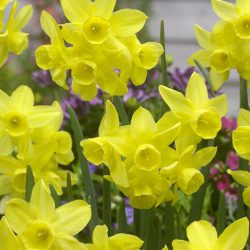 Narcis Sunlight Sensation geel