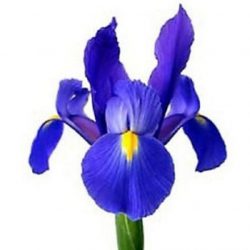 Iris Telstar blauw