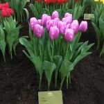 Tulipa Argos Paars