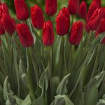 Rode Tulp Red Proud